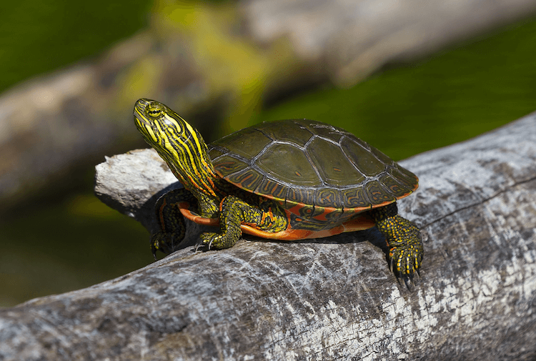 Handledning för målad sköldpadda, kost, storlek, habitat och mer