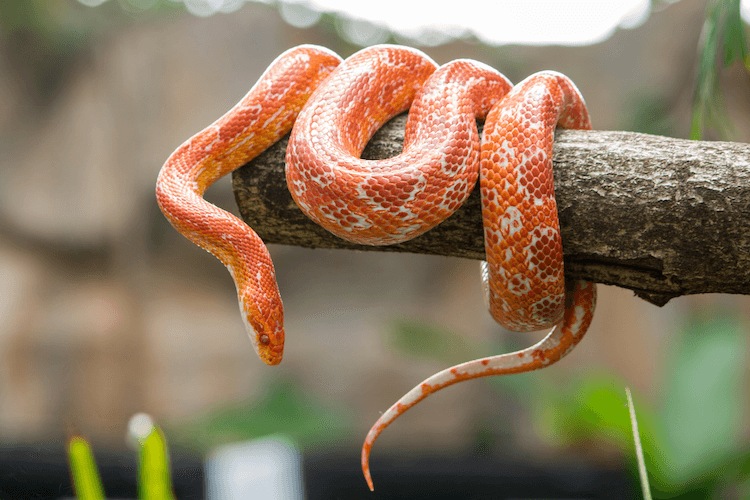 색상, 유전학 및 희귀도에 따른 60개 이상의 옥수수 뱀 형태