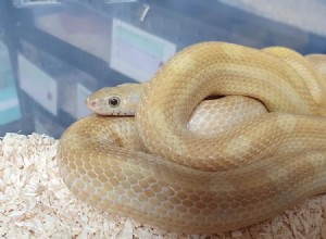 60+ Corn Snakes Morphs By Color, Genetics &Rarity