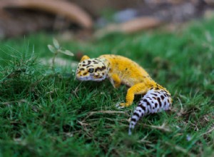 Top 30 luipaardgekko morphs op kleur