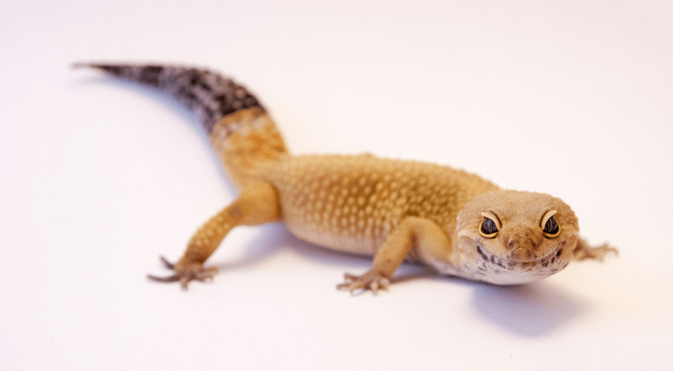 30 nejlepších morfologií leopardích gekonů podle barvy