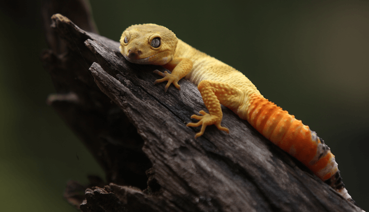30 лучших морфов леопардового геккона по цвету