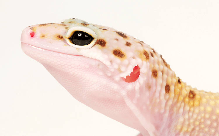 As 30 principais transformações de lagartixa-leopardo por cor