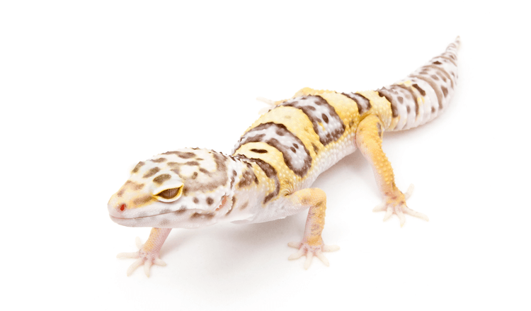30 лучших морфов леопардового геккона по цвету