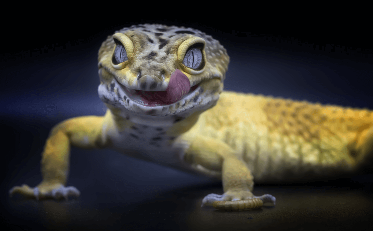 30 nejlepších morfologií leopardích gekonů podle barvy