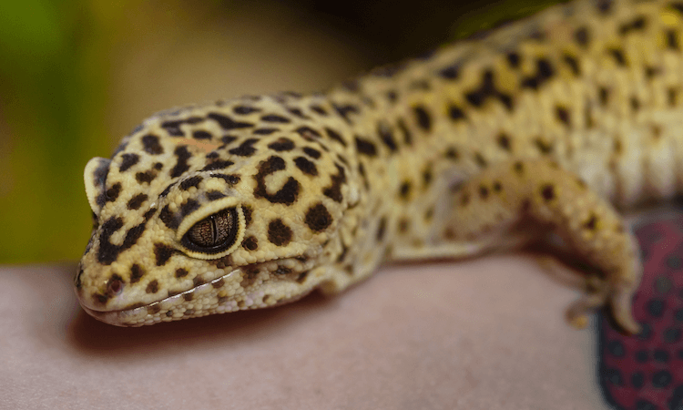 As 30 principais transformações de lagartixa-leopardo por cor
