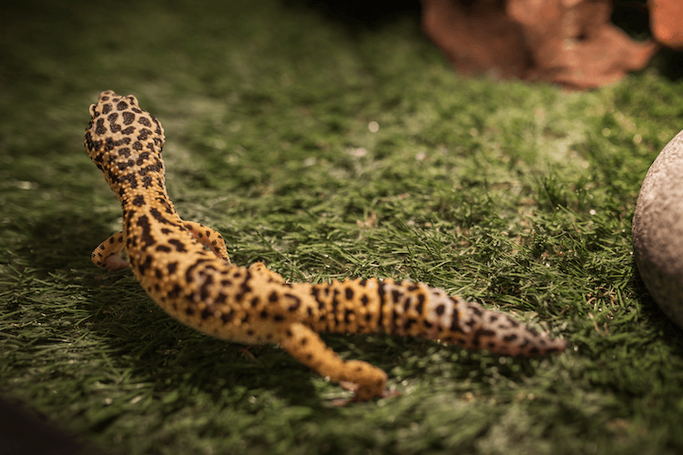 Leopardí gekončík, nastavení nádrže, jídlo, velikost a další