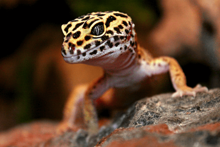 Leopard Geckoケアシート、タンクのセットアップ、食べ物、サイズなど 
