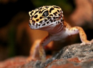 Leopard Gecko-verzorgingsblad, tankopstelling, voeding, maat en meer