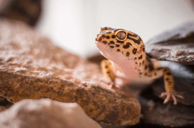 Leopard Gecko-verzorgingsblad, tankopstelling, voeding, maat en meer