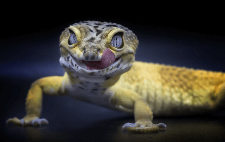 Leopard Gecko Care Sheet, tankinstallation, mat, storlek och mer