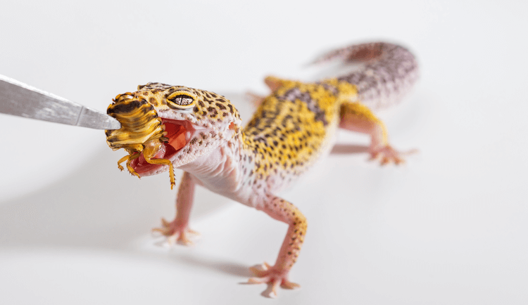 Leopard Gecko Care Sheet, tankinstallation, mat, storlek och mer