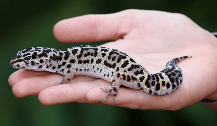 Folha de cuidados da lagartixa leopardo, configuração do tanque, comida, tamanho e mais