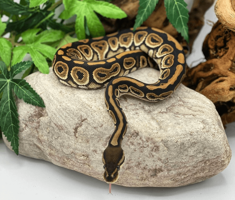 Verzorging, uiterlijk, genetica en gezondheid van Black Pastel Ball Python
