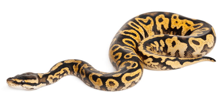 Soins, apparence, génétique et santé du python royal pastel noir