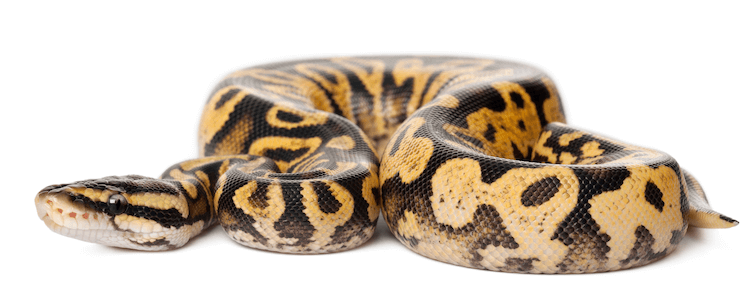 Soins, apparence, génétique et santé du python royal pastel noir