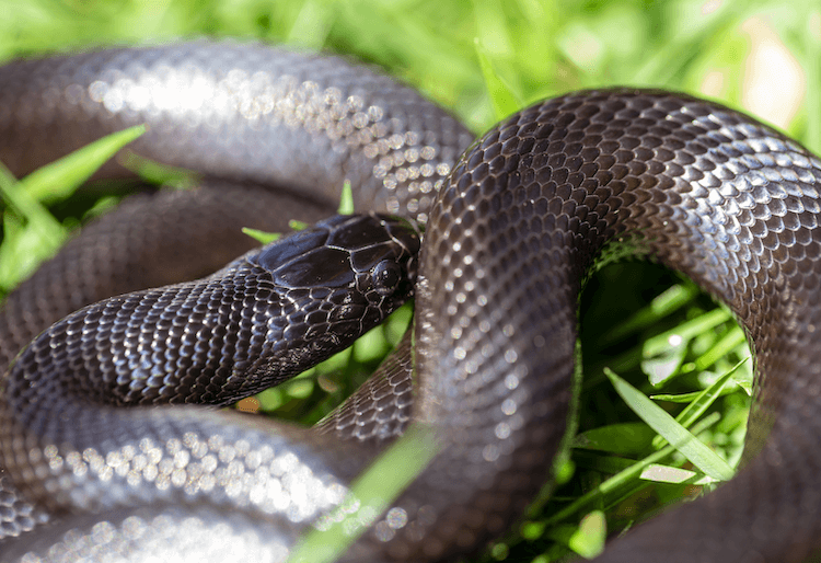 Cuidados com a cobra real negra mexicana:tudo o que você precisa saber