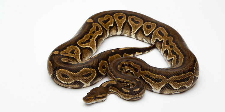Cura, aspetto, genetica e salute di Black Pastel Ball Python