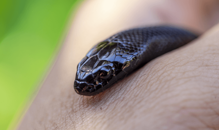 Cuidados com a cobra real negra mexicana:tudo o que você precisa saber