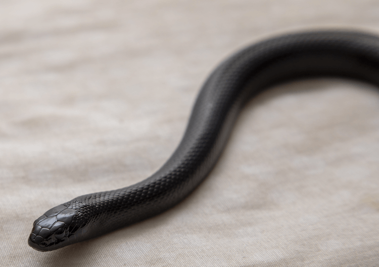 Cura del serpente nero messicano:tutto ciò che devi sapere