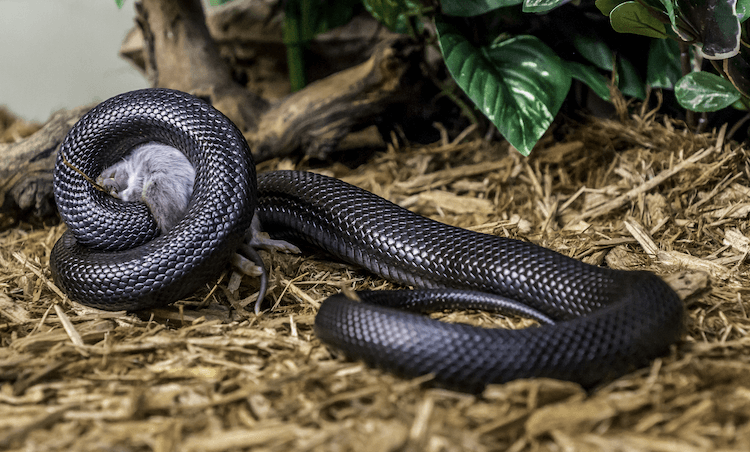 Cura del serpente nero messicano:tutto ciò che devi sapere