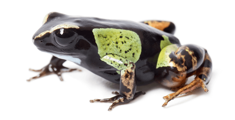 초보자를 위한 최고의 애완용 개구리 20가지