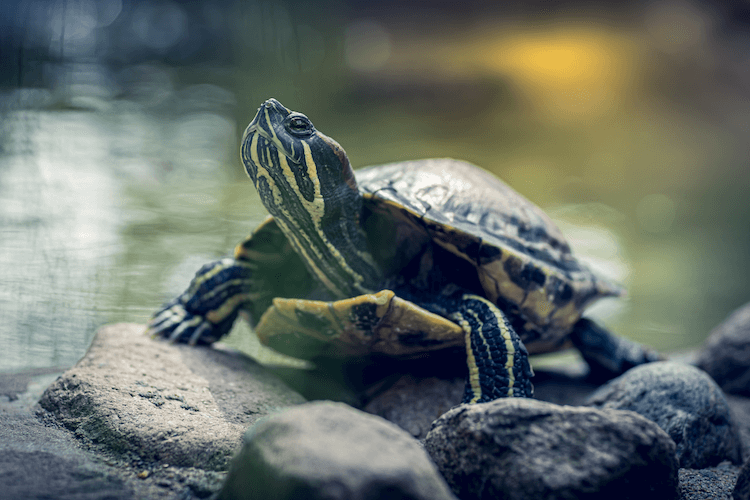 De 500 mest populära sköldpaddsnamnen