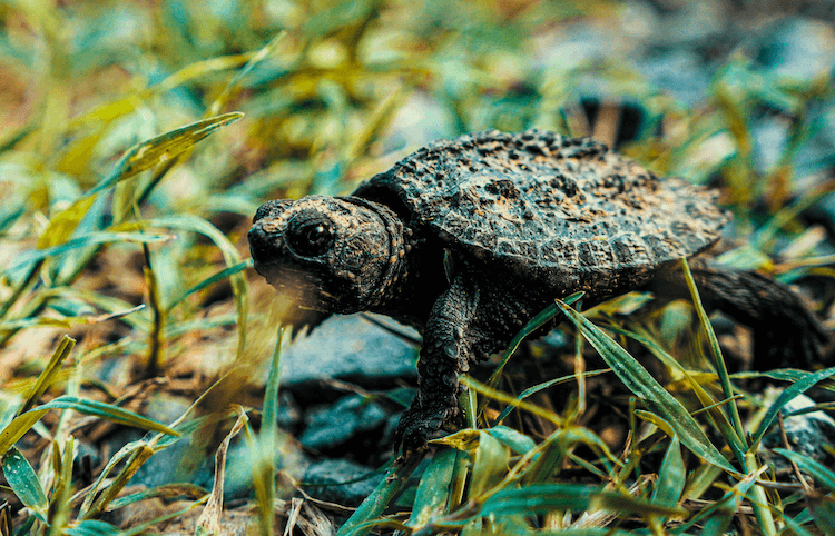 De 500 mest populära sköldpaddsnamnen