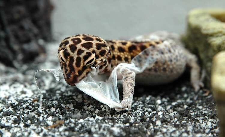 7 types de caca de gecko léopard et leur signification