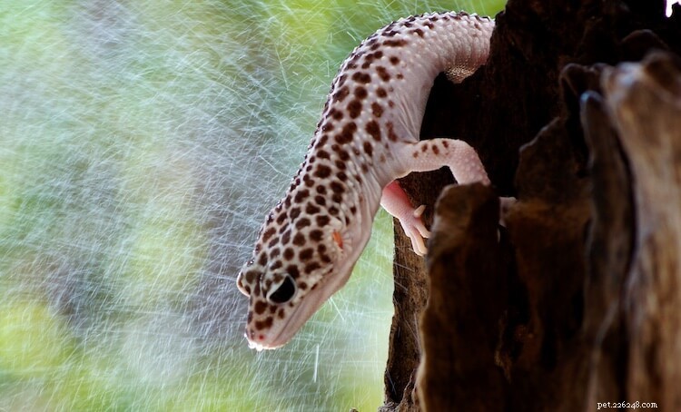 7 types de caca de gecko léopard et leur signification