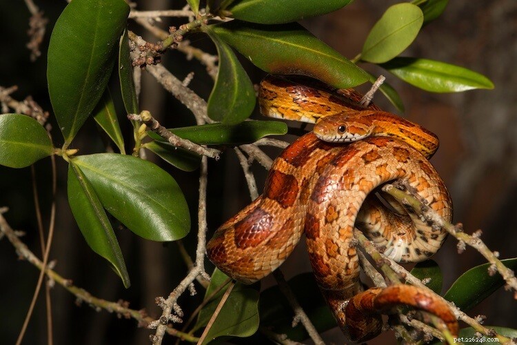 ヘビについての50以上の驚くべき事実 