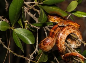 50+ fantastiska fakta om ormar