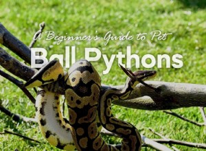 Příručka pro začátečníky v oblasti Pet Ball Pythons