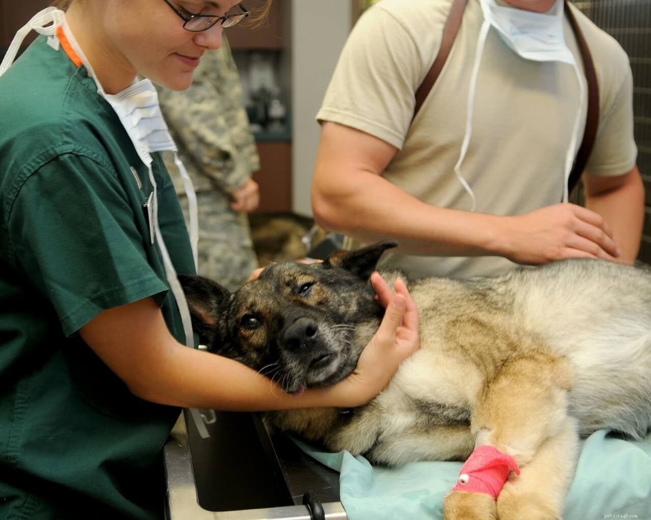 Un confronto fianco a fianco:la cura delle ferite tra fauna e veterinaria