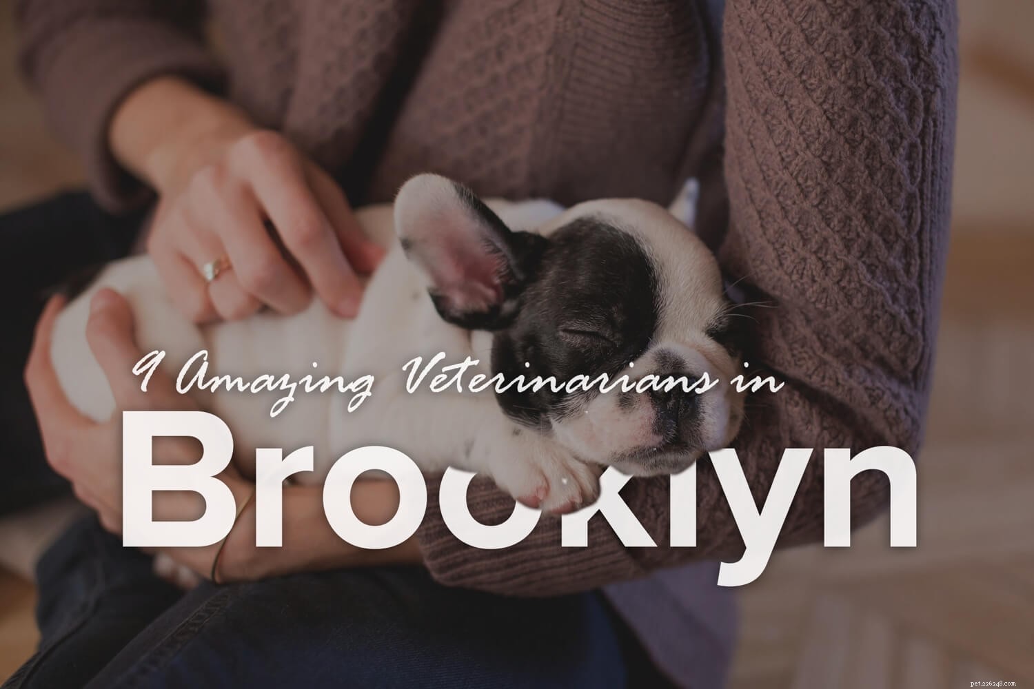9 geweldige dierenartsen in Brooklyn