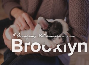 9 úžasných veterinářů v Brooklynu