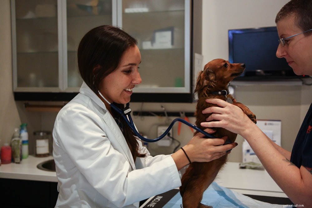 9 fantastiska veterinärer i Brooklyn