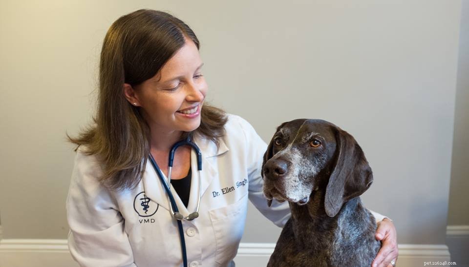 9 fantastiska veterinärer i Brooklyn