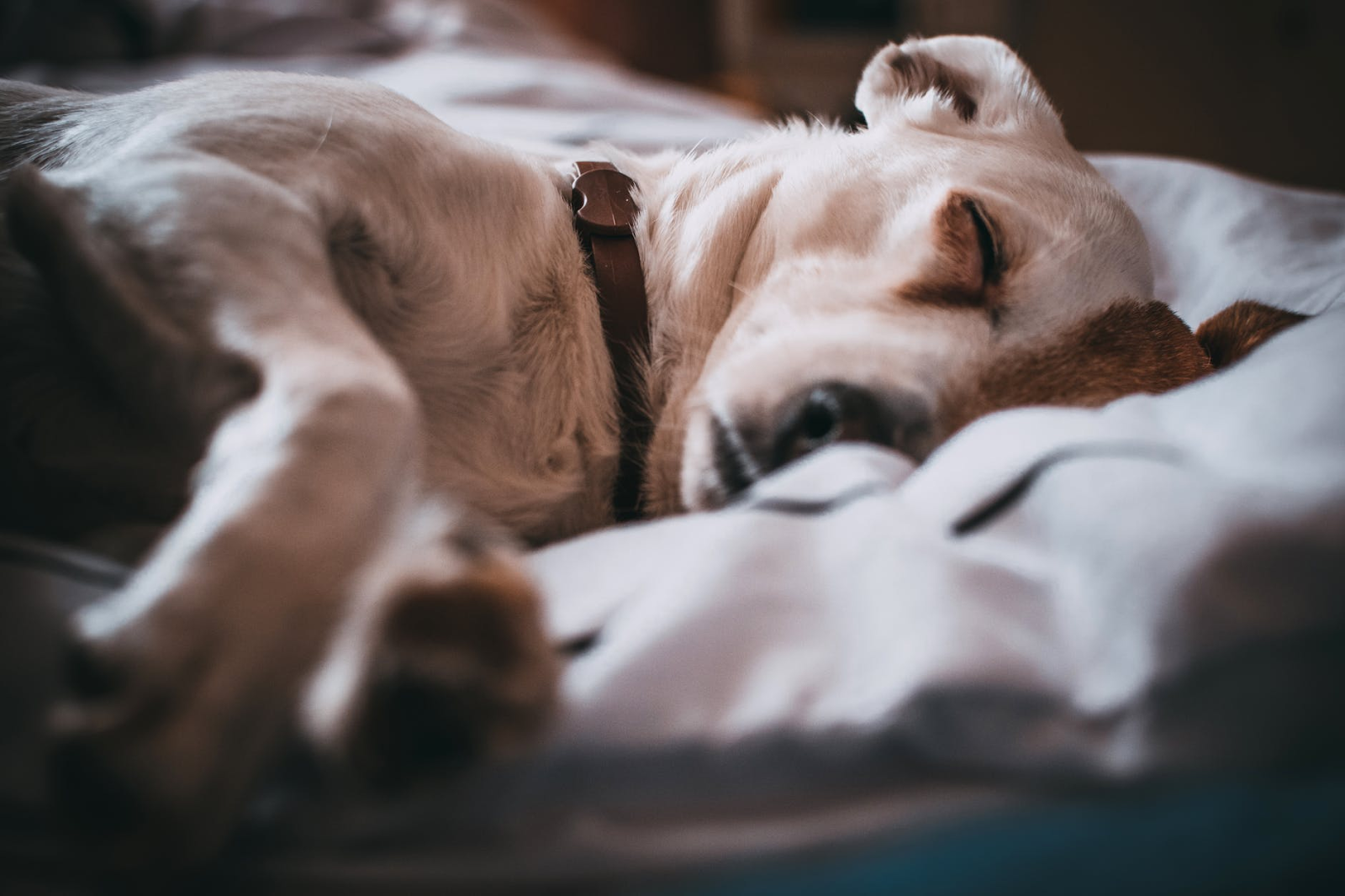 Kan CBD hjälpa husdjur med ångest?
