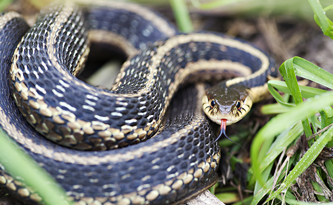 Comment répondre aux besoins nutritionnels de votre serpent