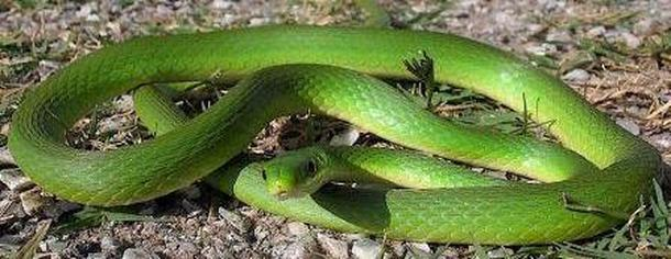 Comment répondre aux besoins nutritionnels de votre serpent