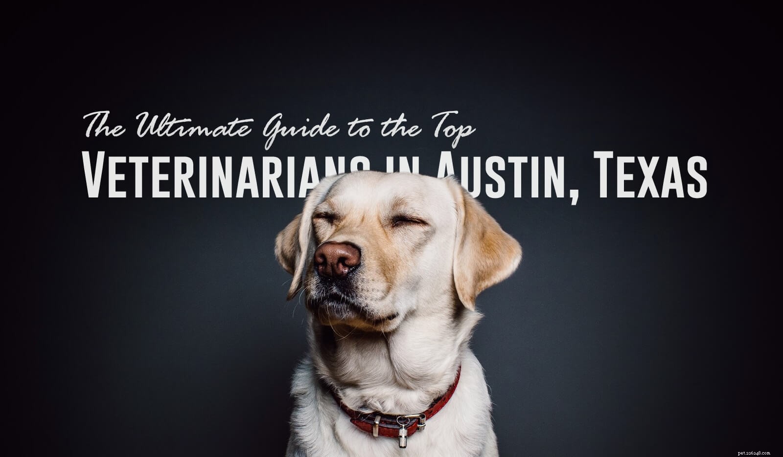 Nejlepší průvodce nejlepšími veterináři v Austinu v Texasu