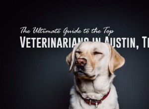 La guida definitiva ai migliori veterinari di Austin, Texas