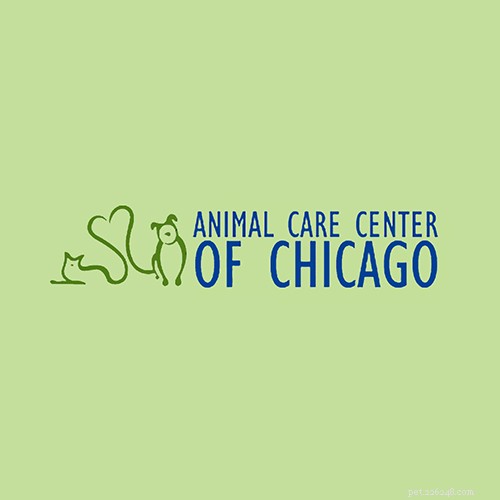 Os 16 melhores veterinários de Chicago Illinois