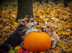 Dicas de segurança de Halloween para donos de animais de estimação [Guia 2021]