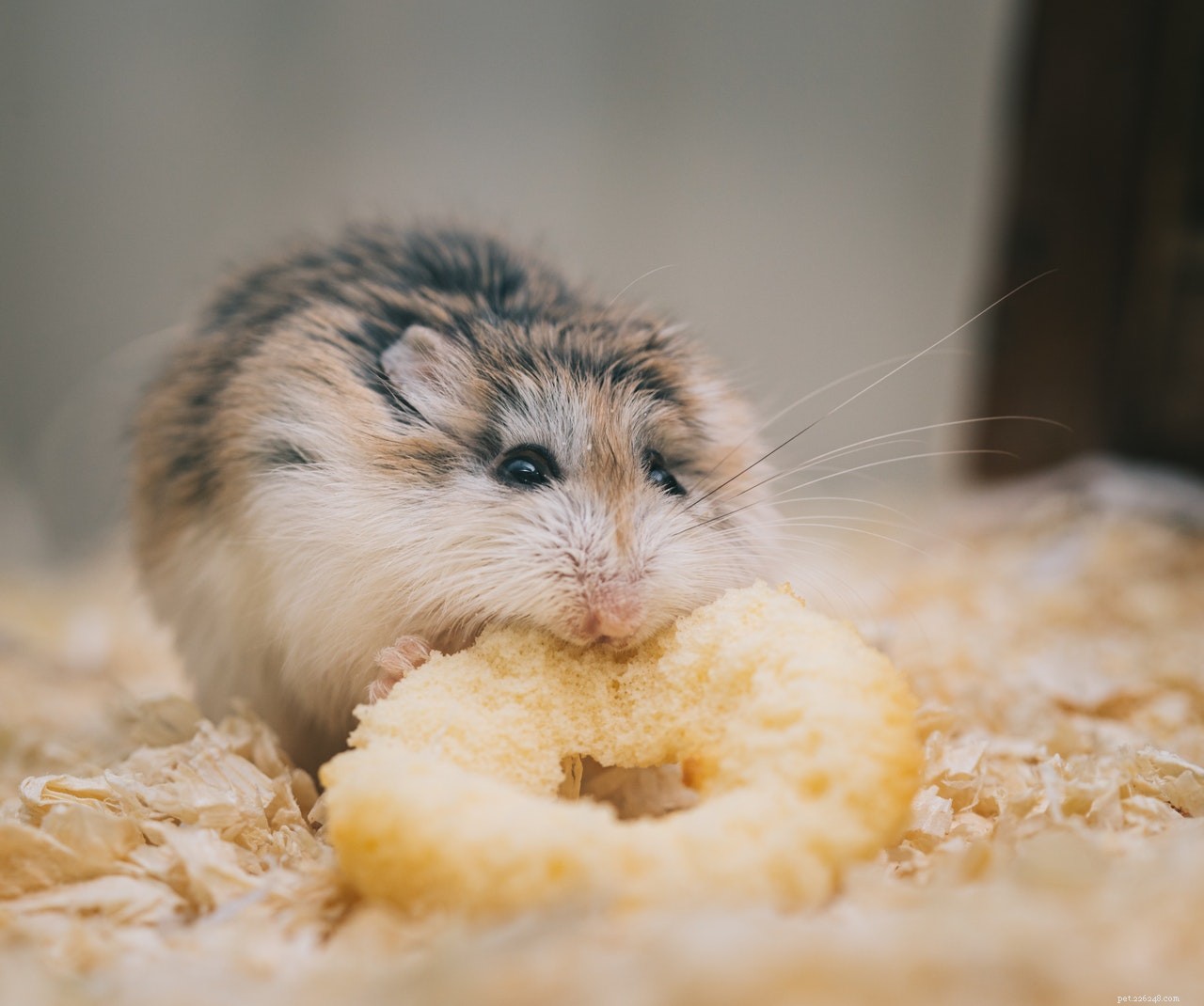 Seu hamster precisa de um dia de spa? Então experimente estes 4 produtos essenciais!