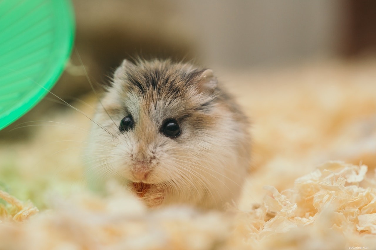 Heeft uw hamster een spadag nodig? Probeer dan deze 4 essentiële producten!