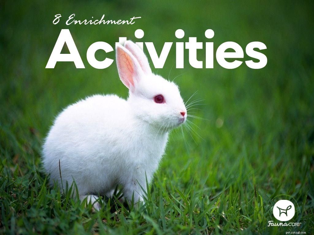8 obohacovacích aktivit pro vašeho králíka