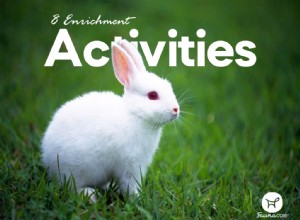 8 obohacovacích aktivit pro vašeho králíka