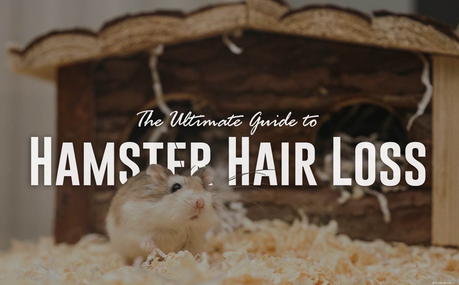 Den ultimata guiden till håravfall från hamster
